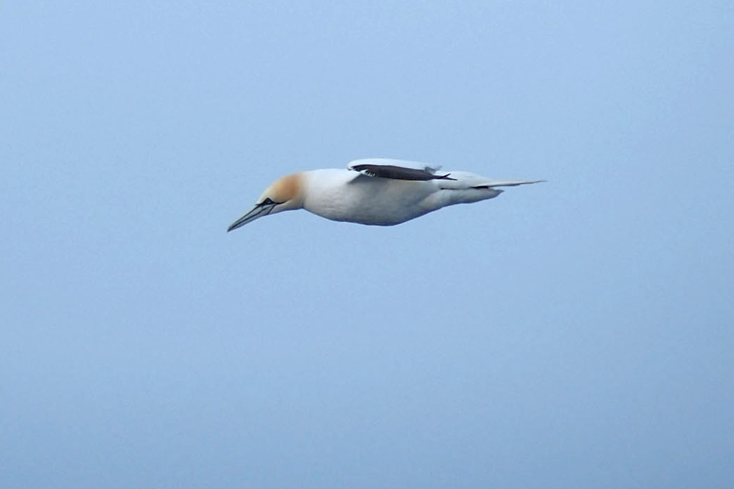 Tórshavn-Hirtshals