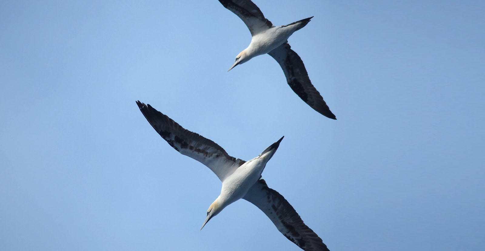 Tórshavn-Hirtshals