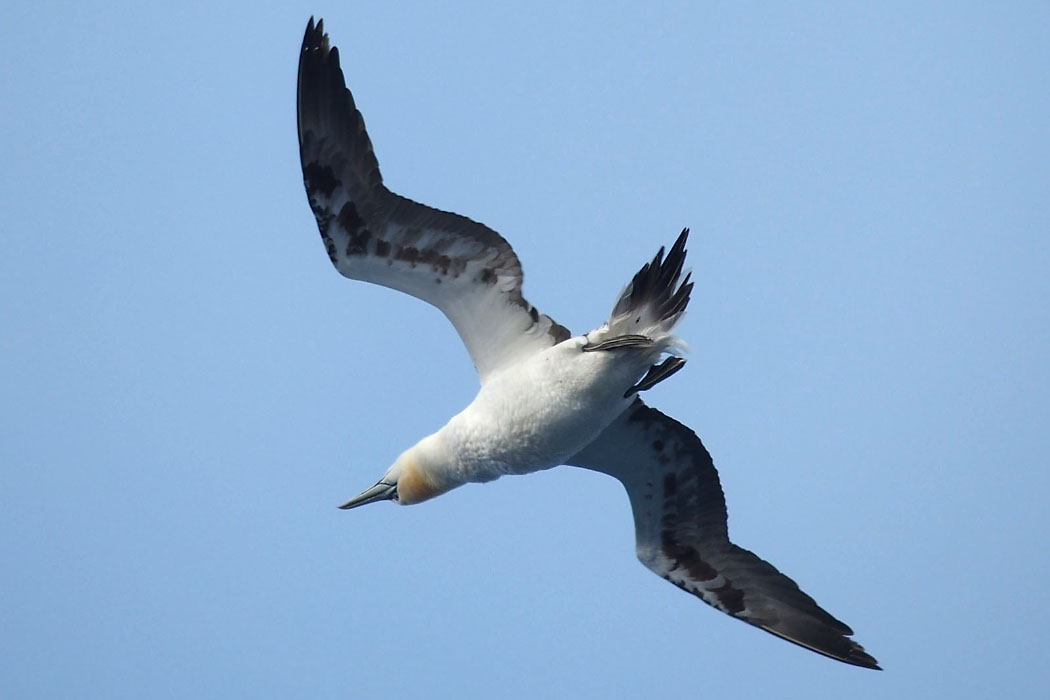 Tórshavn-Hirtshals