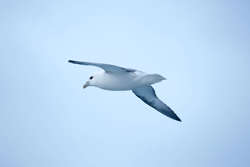 Tórshavn-Hirtshals