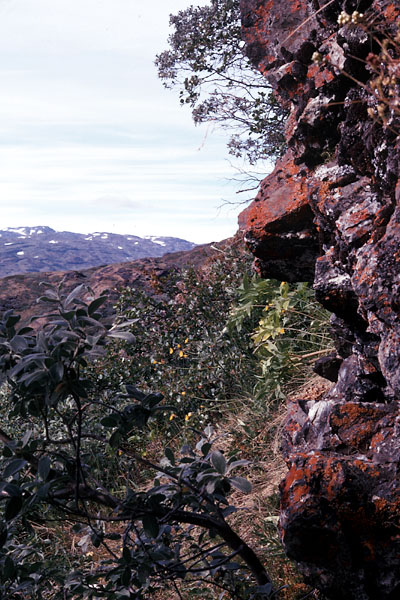 Sydgrønland 1974