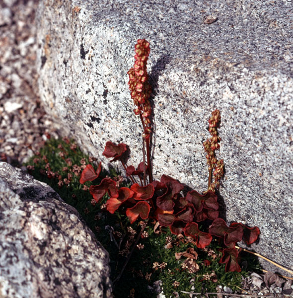 Sydgrønland 1974