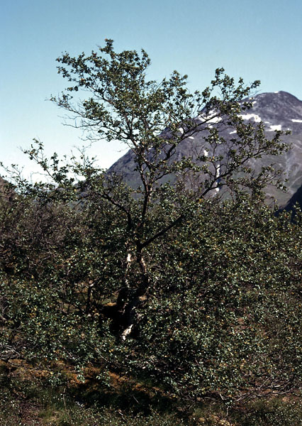 Sydgrønland 1974