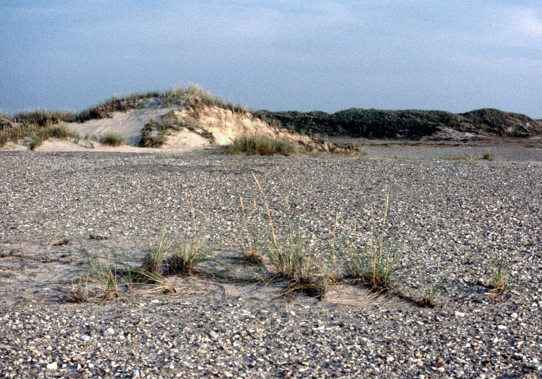 Sydgrønland 1974