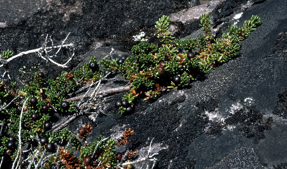 Sydgrønland 1974