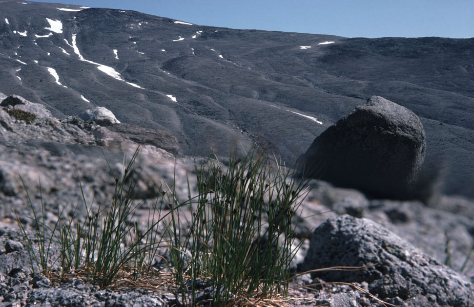 Vandring i Sydgrønland 1975