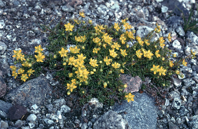 Vandring i Sydgrønland 1975