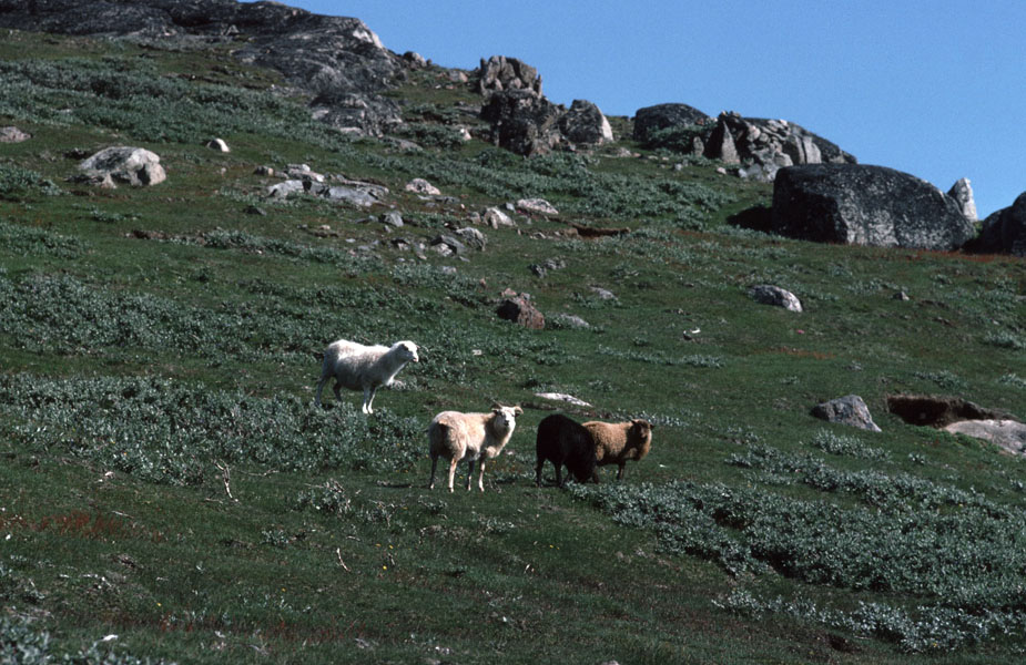 Vandring i Sydgrønland 1975