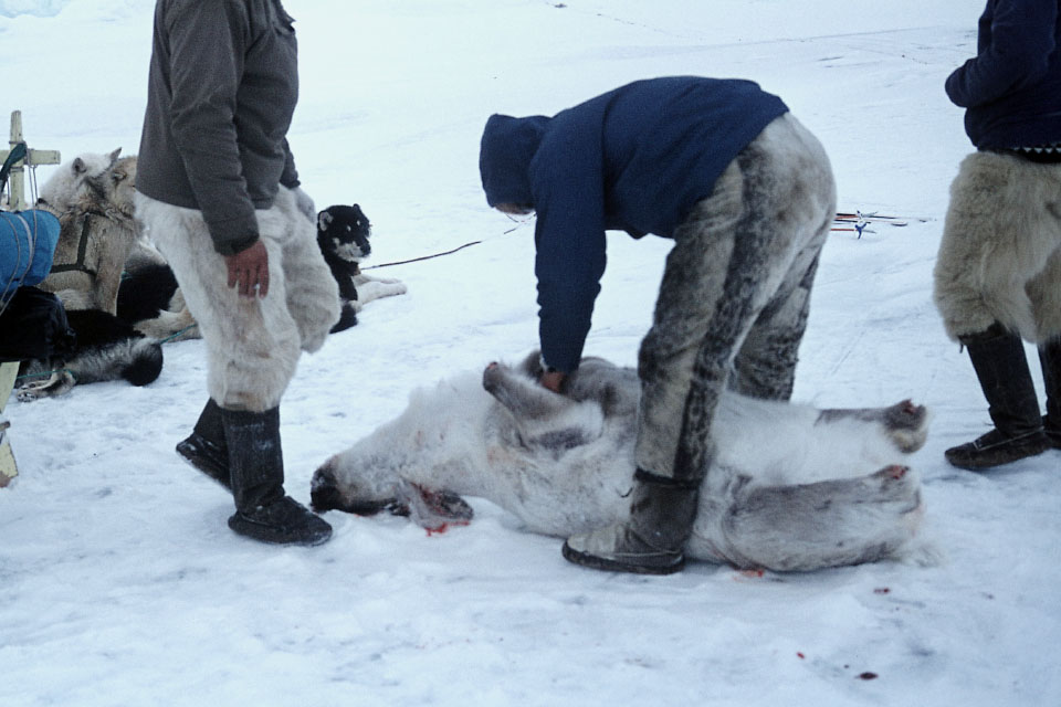 Aput 76