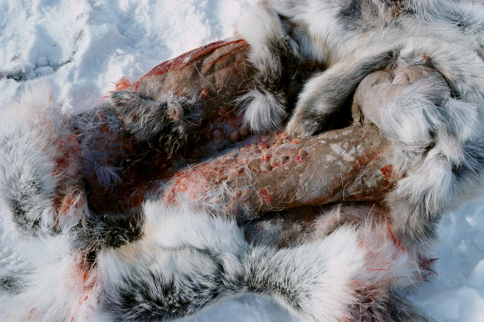 Hypoderma tarandi