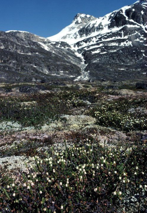 Grønland 1977