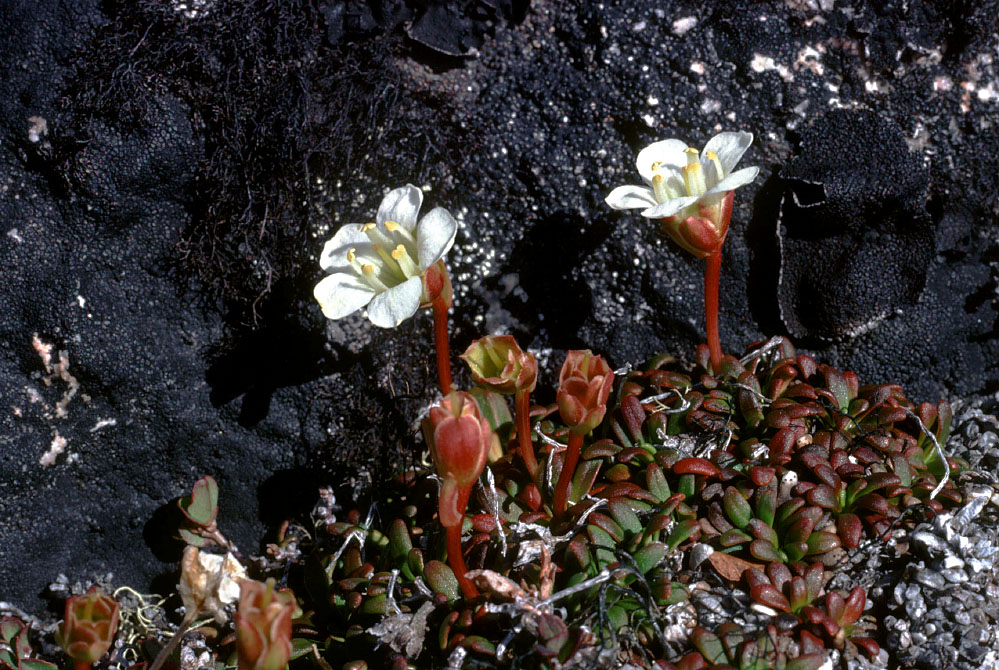 Grønland 1977