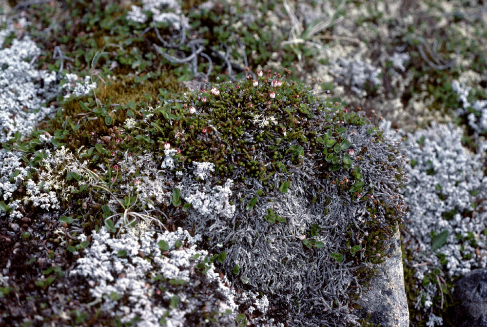 Grønland 1977