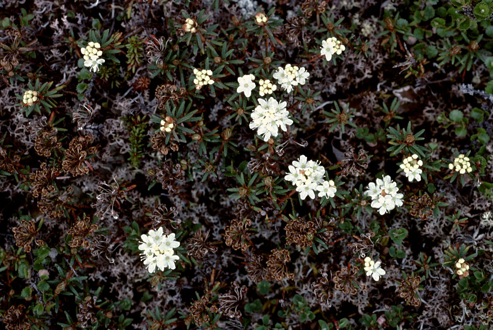 Grønland 1977