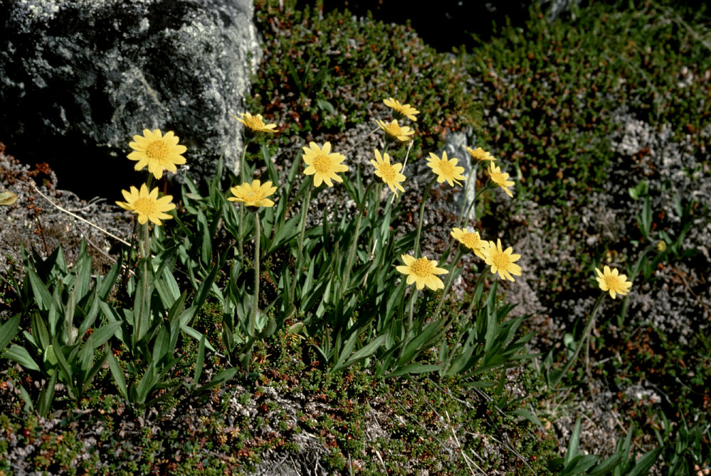Grønland 1977