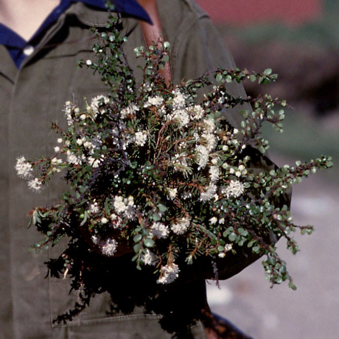 Grønland 1977