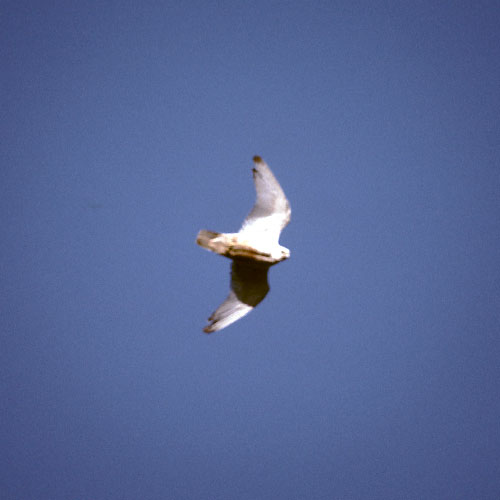 Grønland 1977