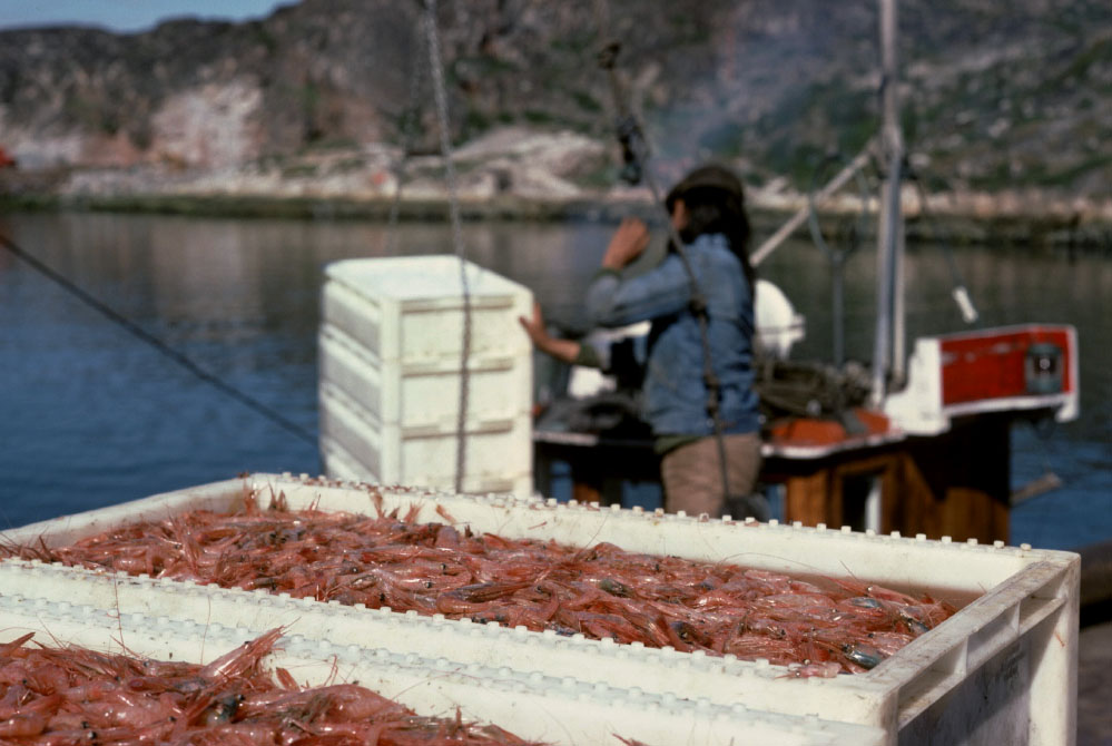 Grønland 1977