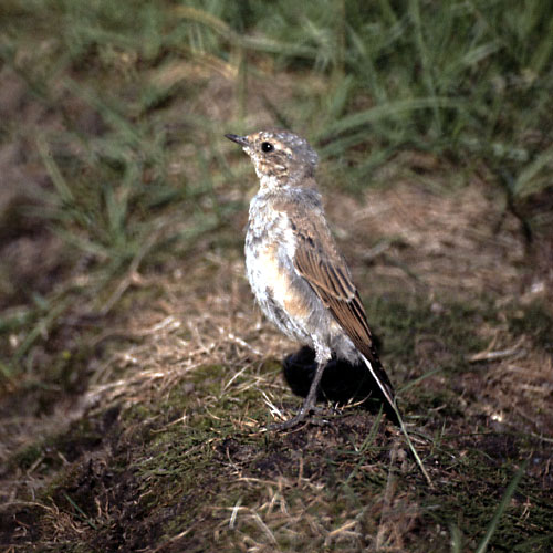 Grønland 1977