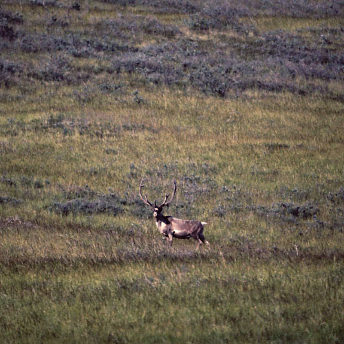 Grønland 1977