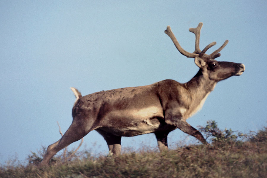 Grønland 1977