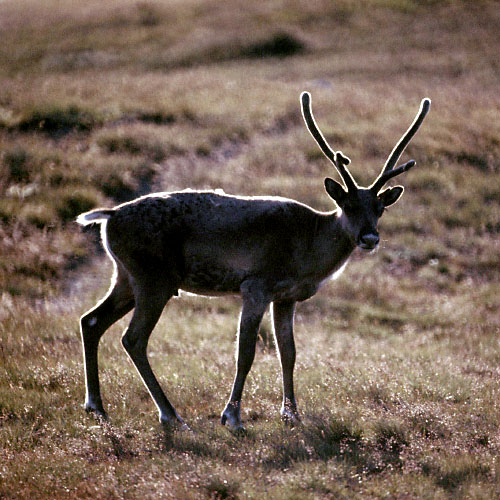 Grønland 1977