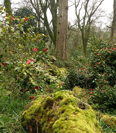 Cornish Excursions