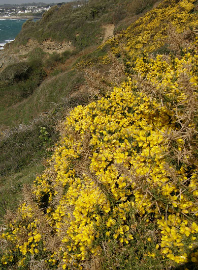 Falmouth, Cornwall