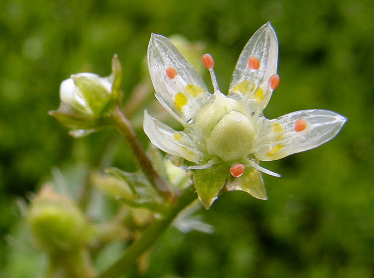 Saxifraga stellaris, Starry Saxifrage