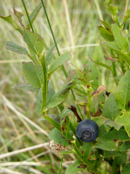 Vaccinium myrtillus, Bilberry, in Moorfoot Hills, Scotland
