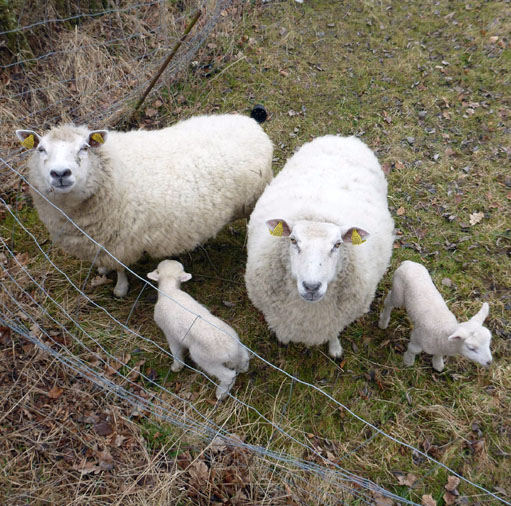 Øhavsstien på Ærø
