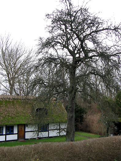 Kornerup