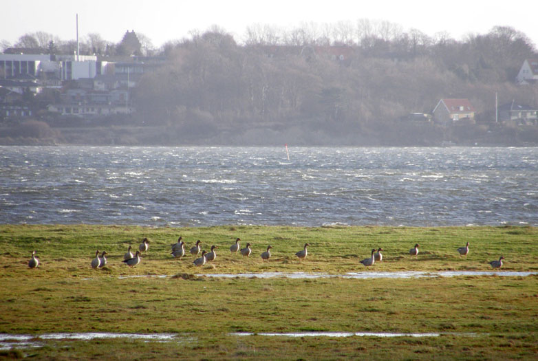 Bognæs, Roskilde Fjord