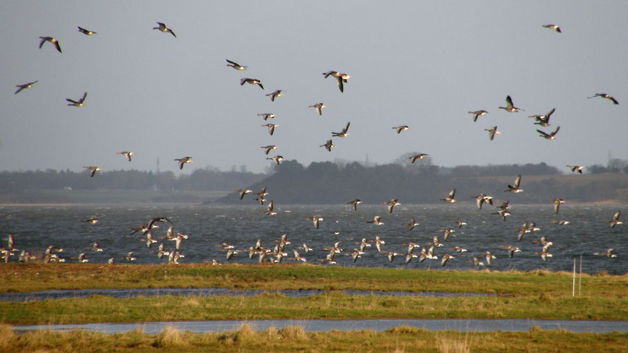 Bognæs, Roskilde Fjord