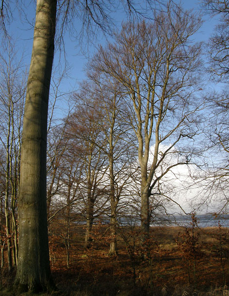 Bognæs, Roskilde Fjord