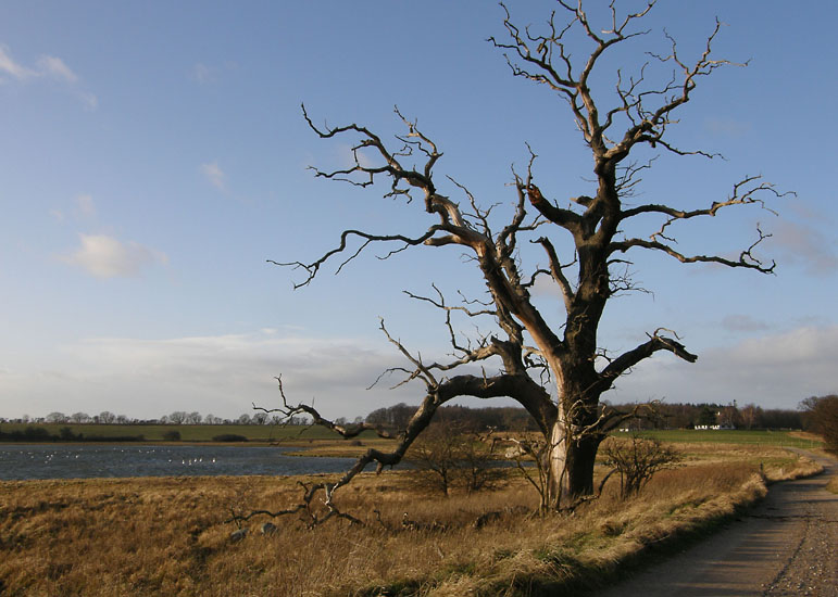 Bognæs, Roskilde Fjord