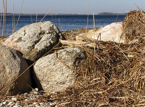 Strandsten med lav