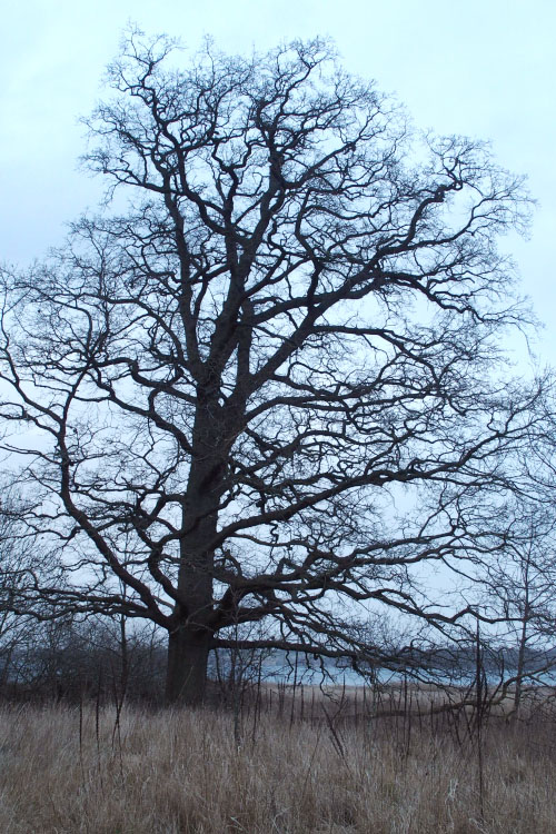 Fjordstien 2. feb. 2016