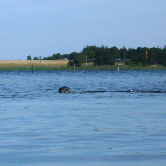 Isefjorden