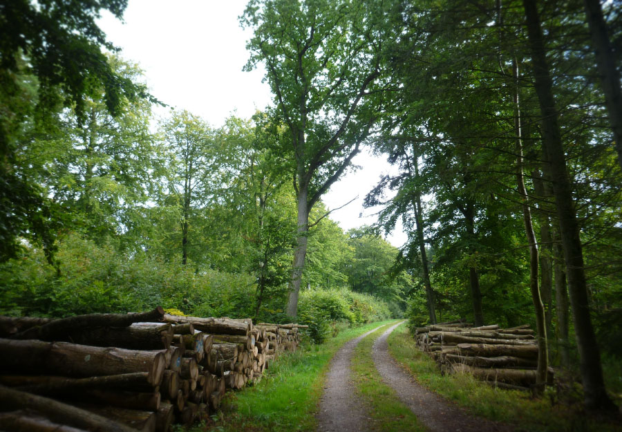 Vandring Lejre-Ringsted