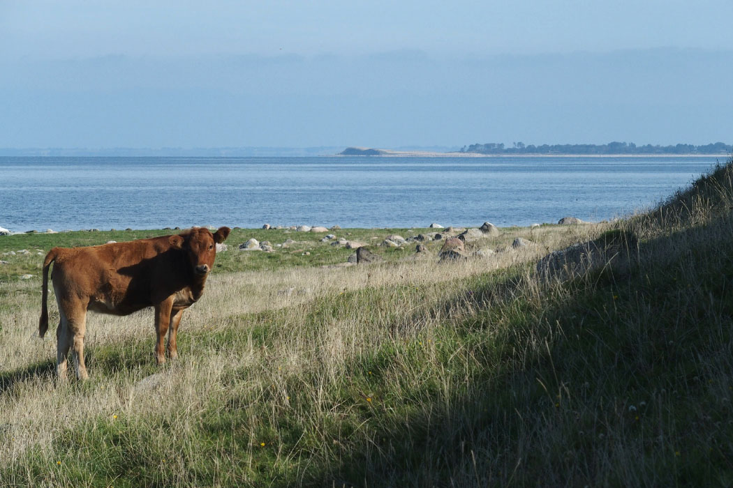 Nekselø