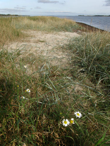 Danmark, Isefjord
