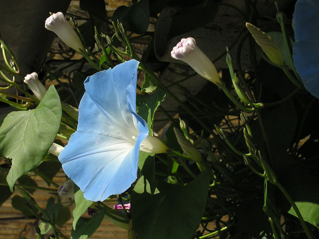 Botanisk Have, København