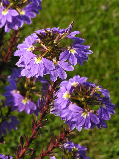 Botanisk Have, København