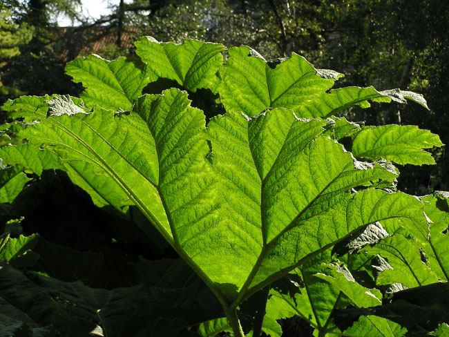 Botanisk Have, København