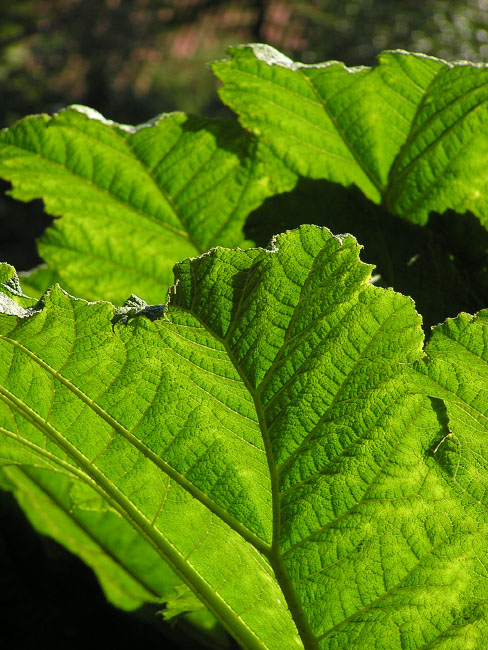 Mammutblad, Gunnera manicata