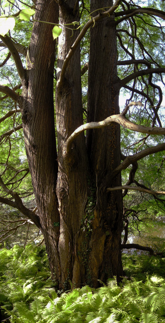 Botanisk Have, København