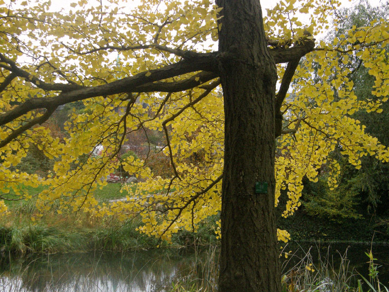 Botanisk Have, København