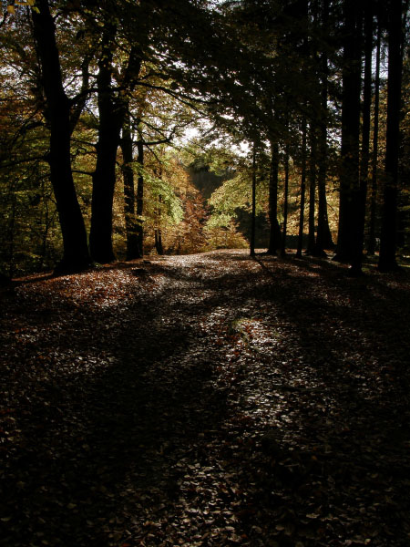 Kongens Lyngby