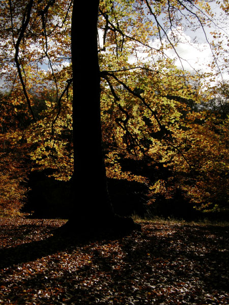 Kongens Lyngby